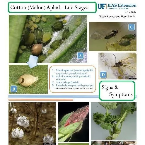 thumbnail for publication: Pest Identification Guide: Cotton (Melon) Aphid, Aphis gossypii Glover